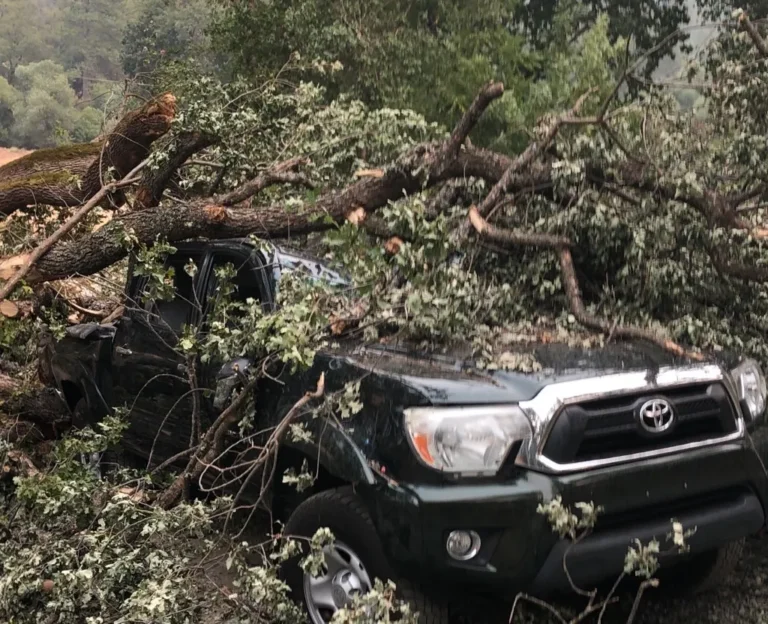 A picture of the trees fallen on the car